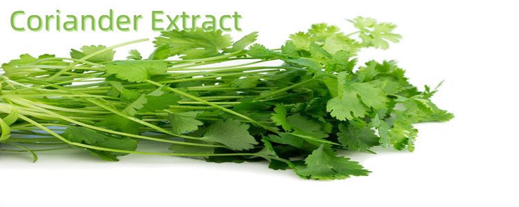 Coriander .jpg